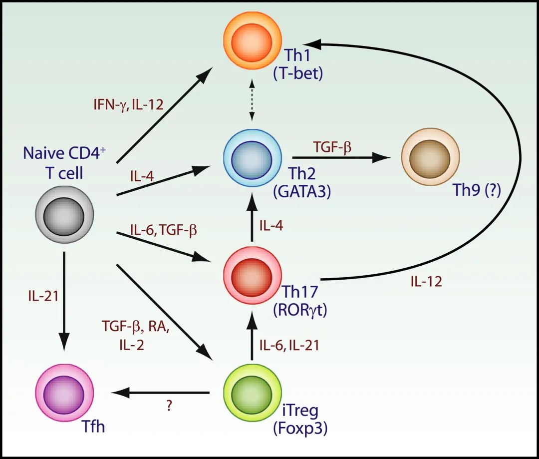 肿瘤免疫学-第5章：T细胞极化的秘密（上）-OncoLab实验室