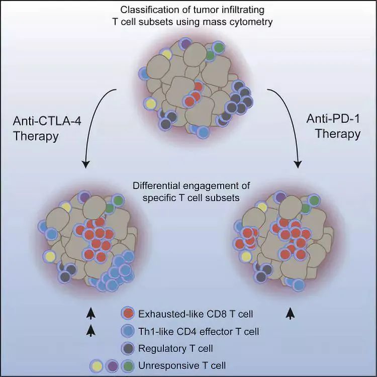 肿瘤免疫学 第3章：cd8 T细胞在免疫治疗、放疗和化疗中的作用（上） Oncolab实验室